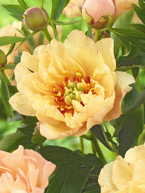 Buy bare root peonies - Peony Canary Brilliants