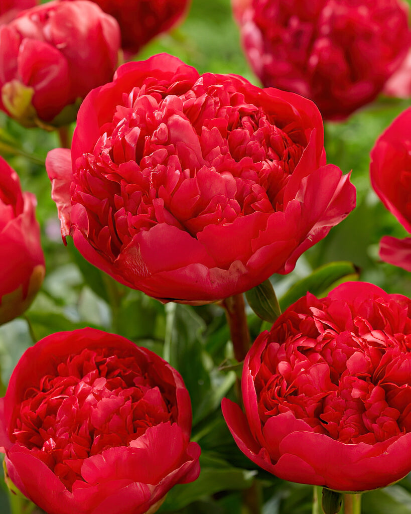 Command Performance Peony Roots Peony Roots 'Command Performance' | DutchGrown™