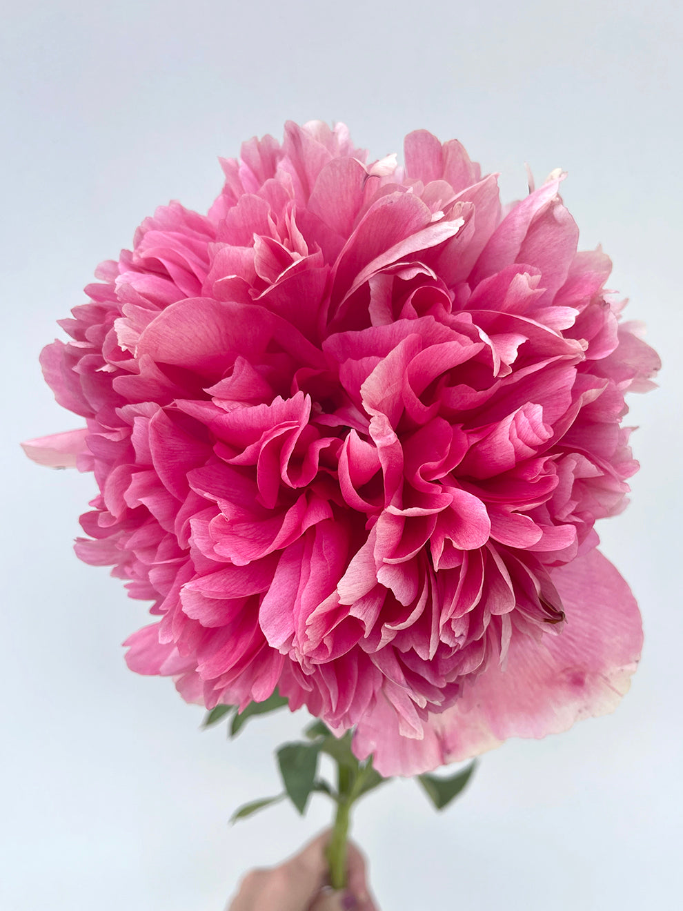 Command Performance Peony Roots Peony Roots 'Command Performance' | DutchGrown™