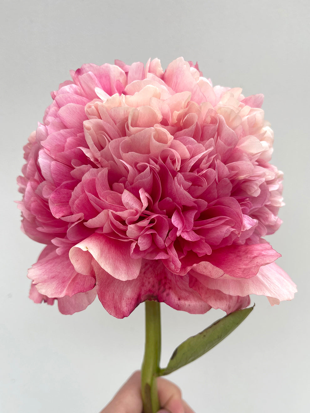 Command Performance Peony Roots Peony Roots 'Command Performance' | DutchGrown™