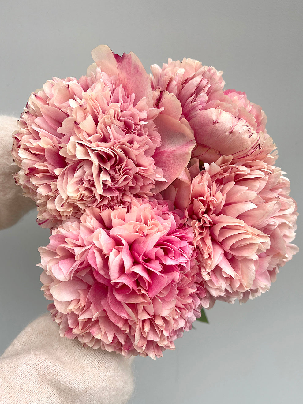 Peony Roots 'Command Performance' | DutchGrown™