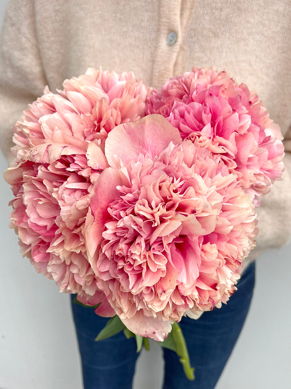Command Performance Peony Roots Peony Roots 'Command Performance' | DutchGrown™