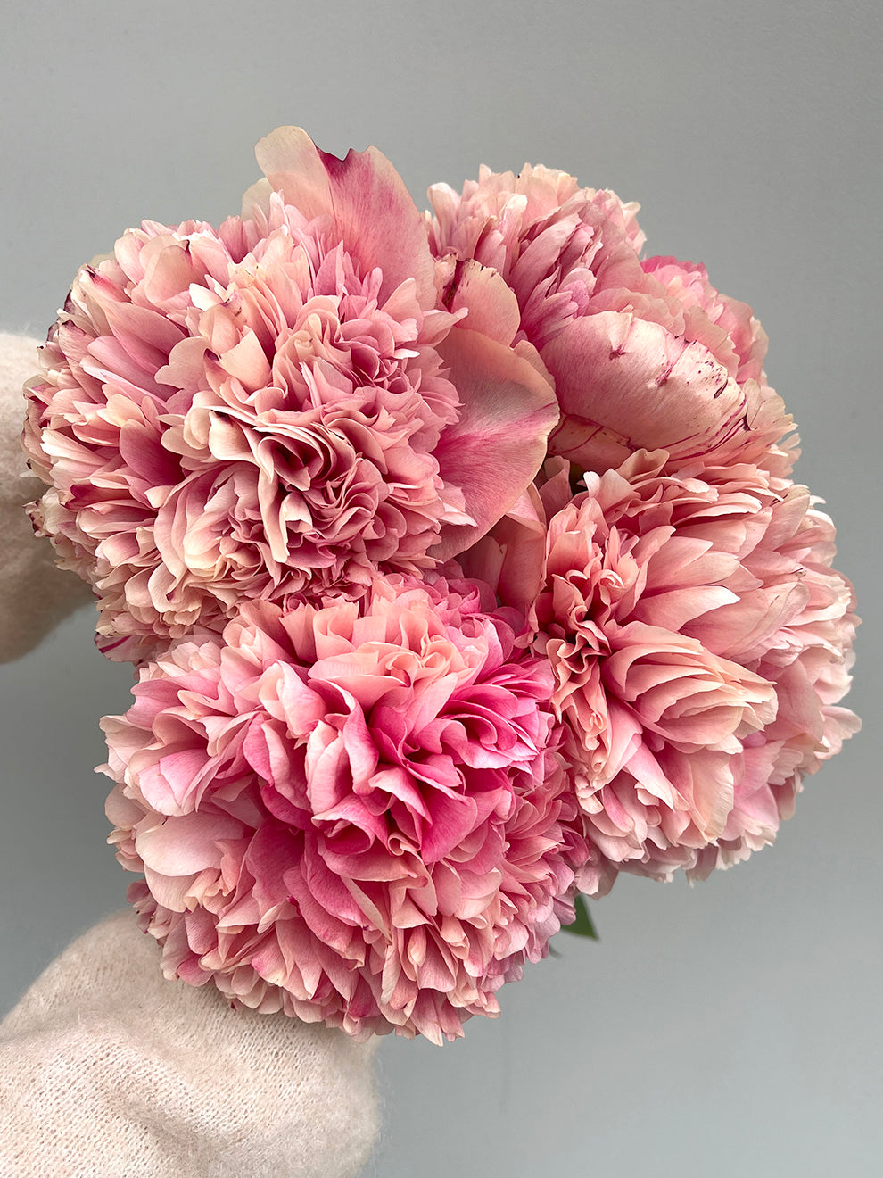 Command Performance Peony Roots Peony Roots 'Command Performance' | DutchGrown™