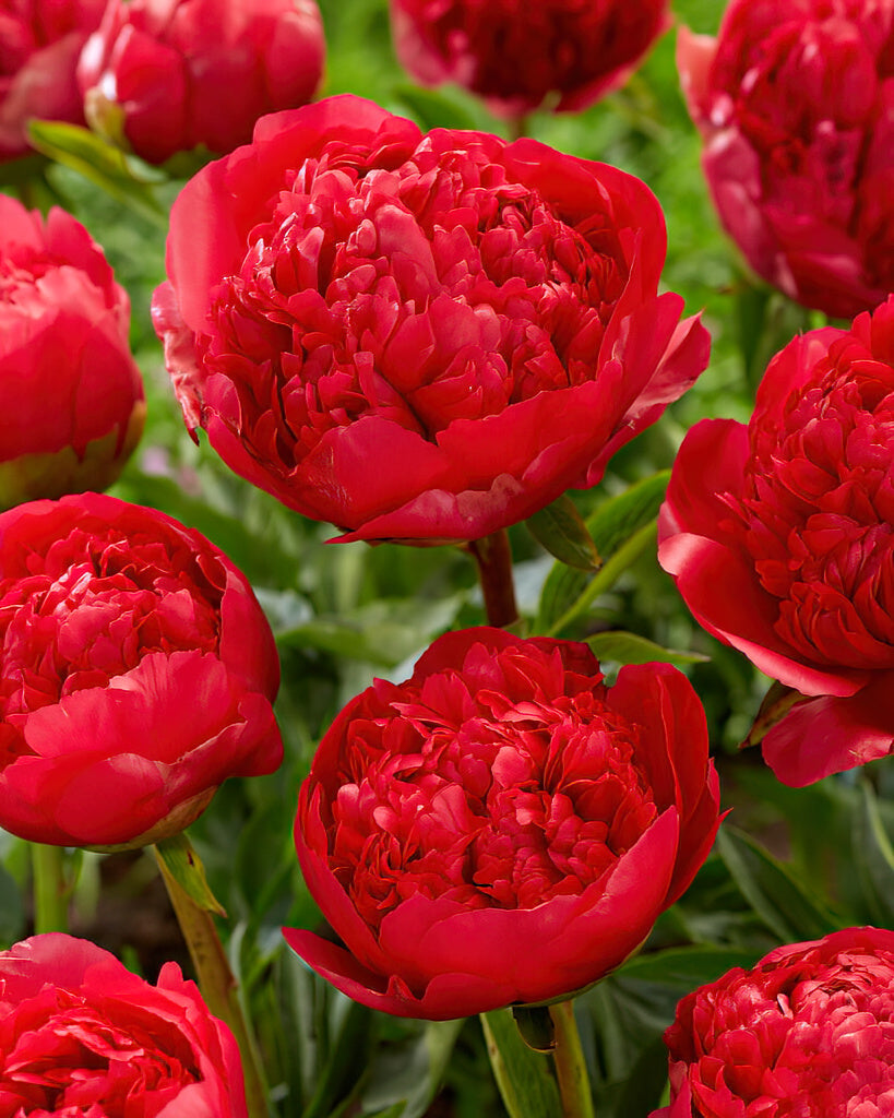 Peony Roots 'Command Performance' | DutchGrown™