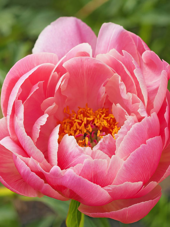 Peony Coral Charm - EU Shipping