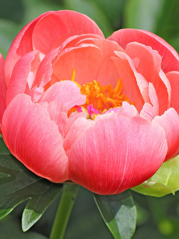 Buy bare root peonies - Coral Sunset 