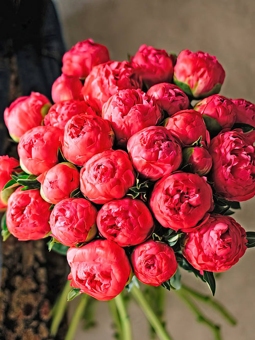 Peony Coral Sunset - EU Shipping