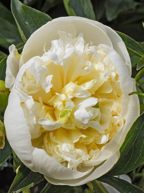 Buy Peony Duchesse de Nemours