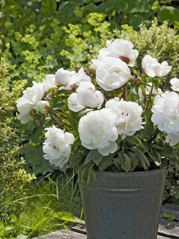 Peony Festiva Maxima