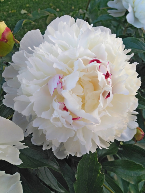 Buy Peony Festiva Maxima - EU Shipping