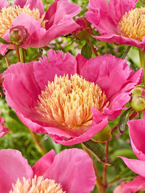 Peony Flame - EU Shipping