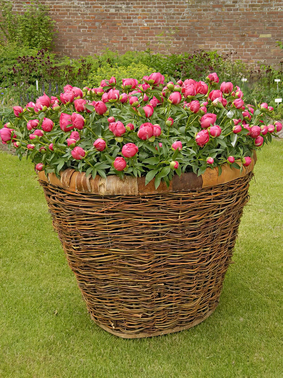 Buy Peony Flame Bare Roots