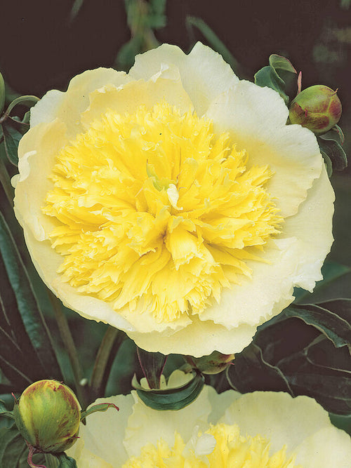 Peony Honey Gold