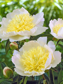 Peony Honey Gold