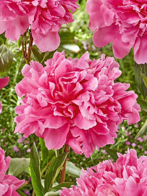 Buy Peony Kansas - EU Shipping