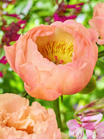 Peony Coral Beach (King's Day)