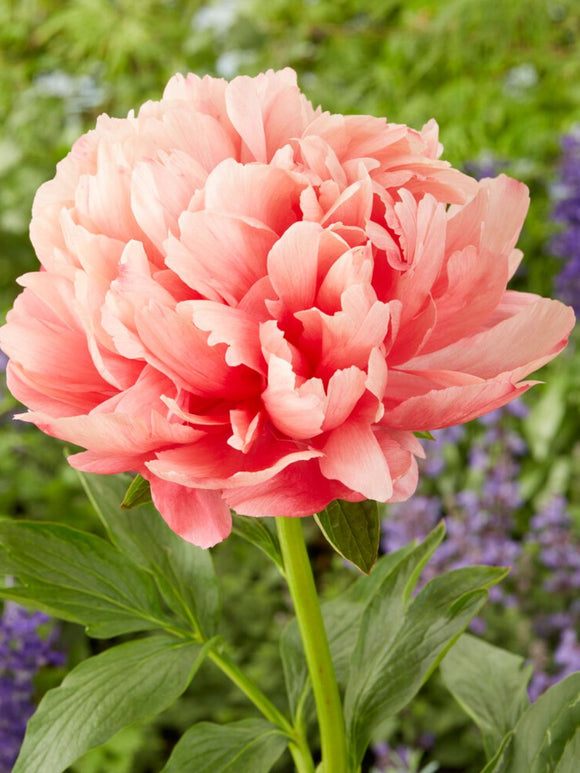 Peony Lorelei