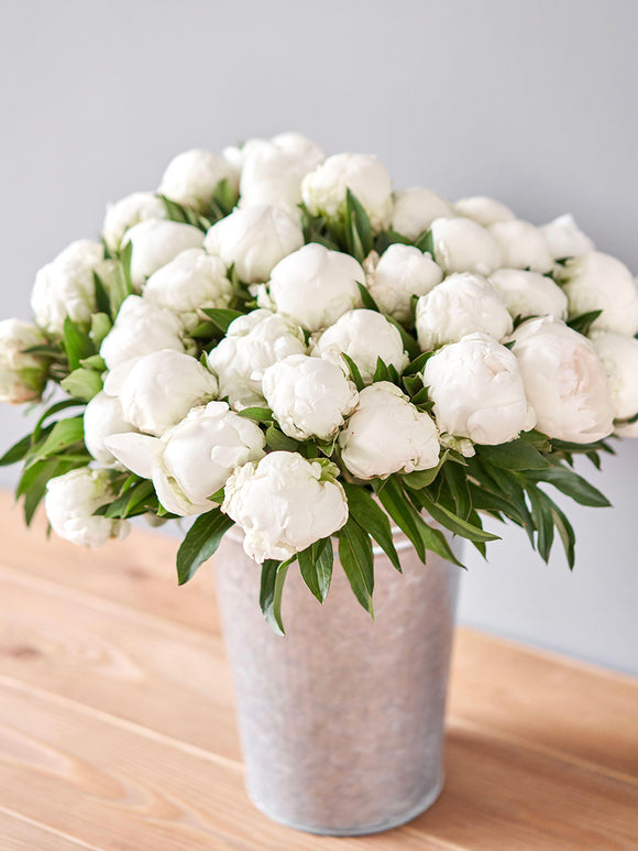 Peony Madame Claude Tain fully double bloom