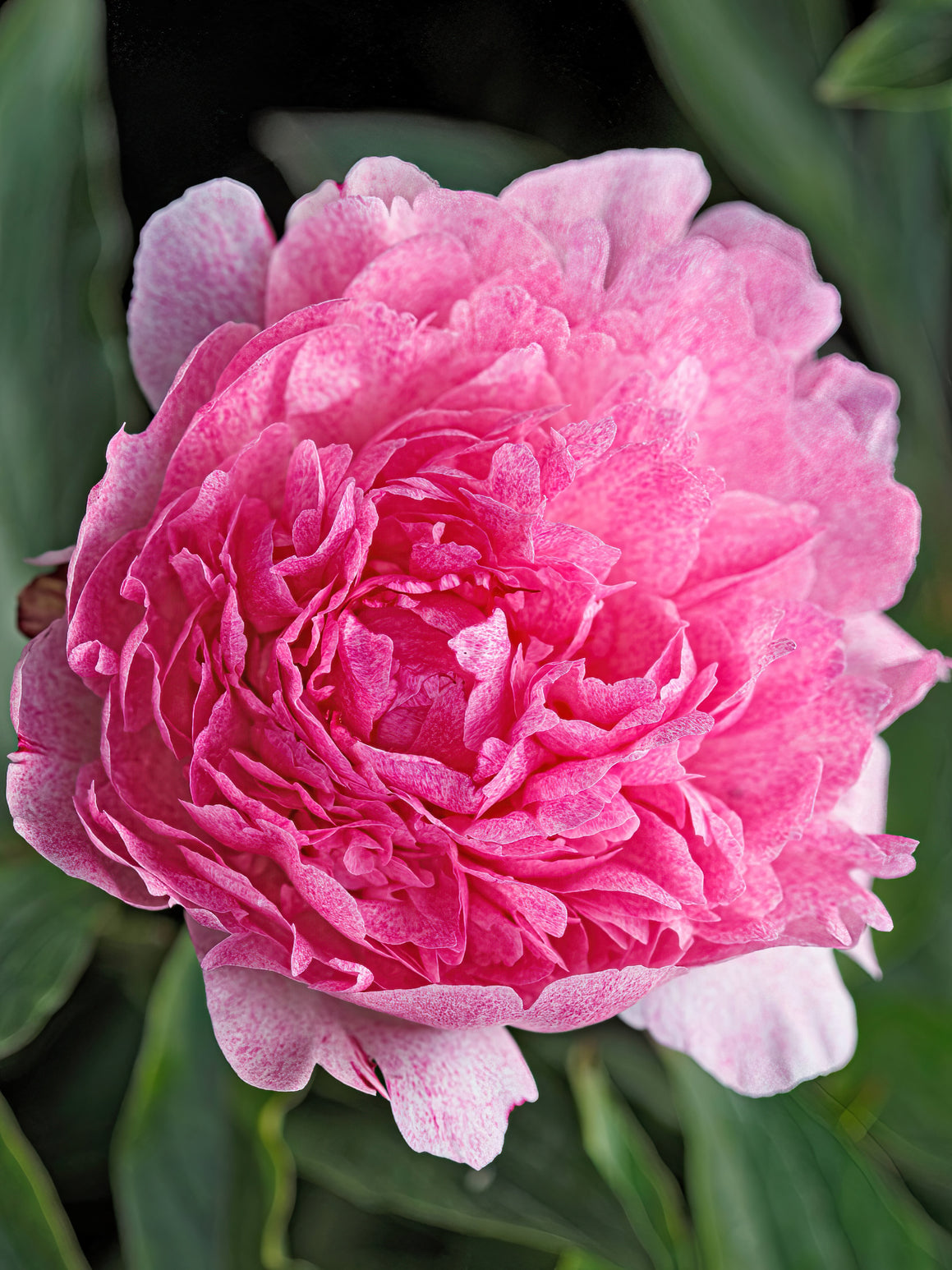 Peony Roots 'Pietertje Vriend Wagenaar' DutchGrown™