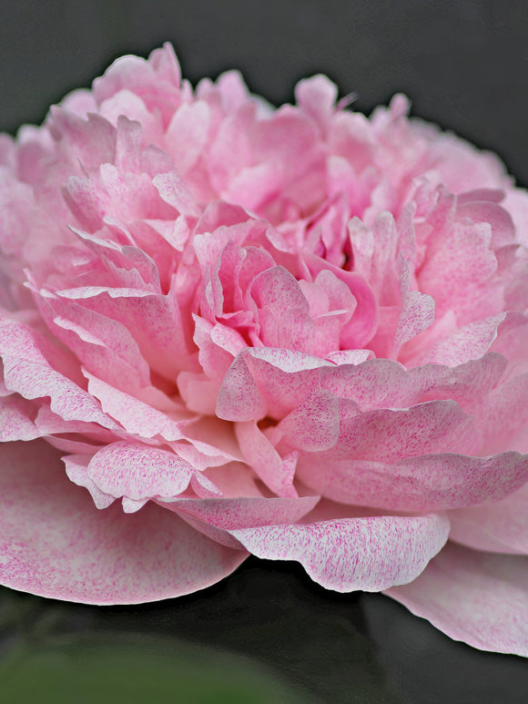 Peony Pietertje Vriend Wagenaar