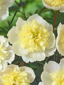 Peony Primevère