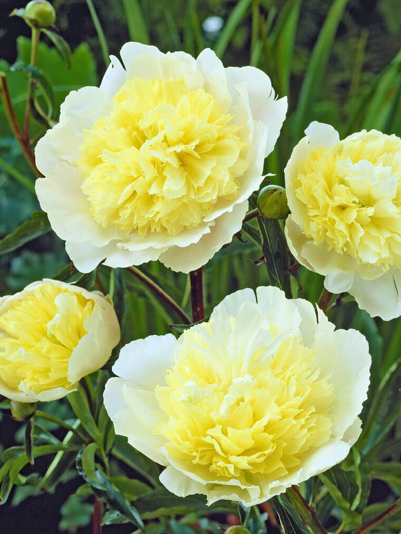 Bare root peonies for EU Shipping - Peony Primevère