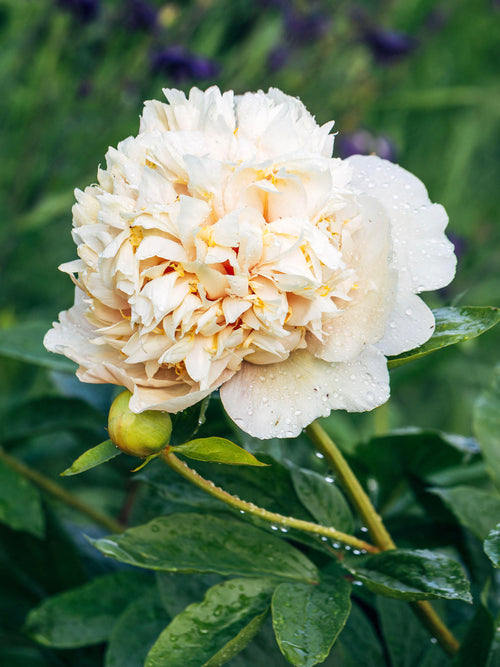 Peony Quitzin in summer garden
