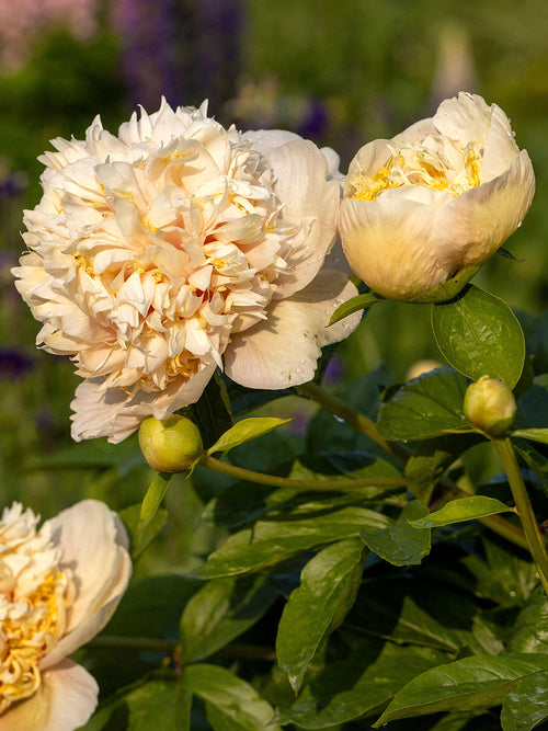 Close-up layered peony petals