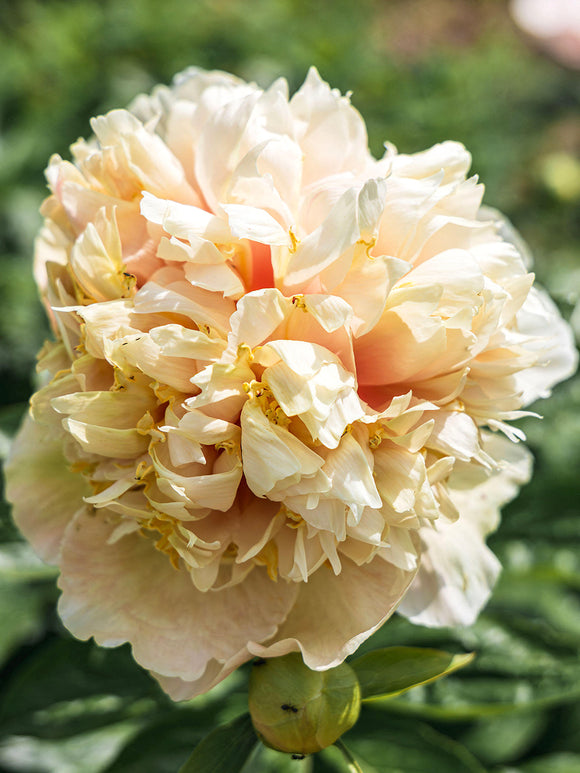 Bare root peony 3–5 eyes