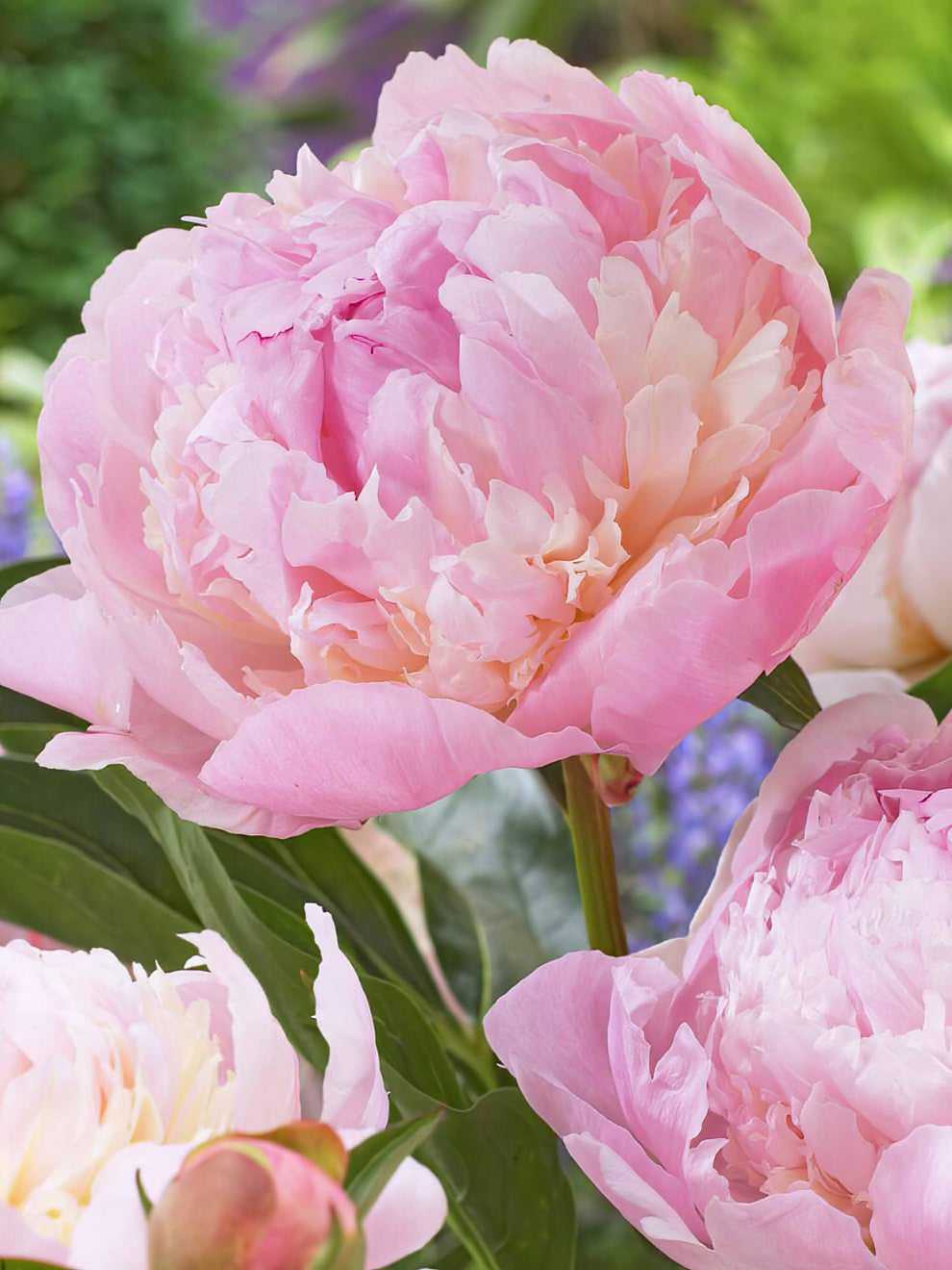 Peony Roots 'Raspberry Sundae' | DutchGrown™