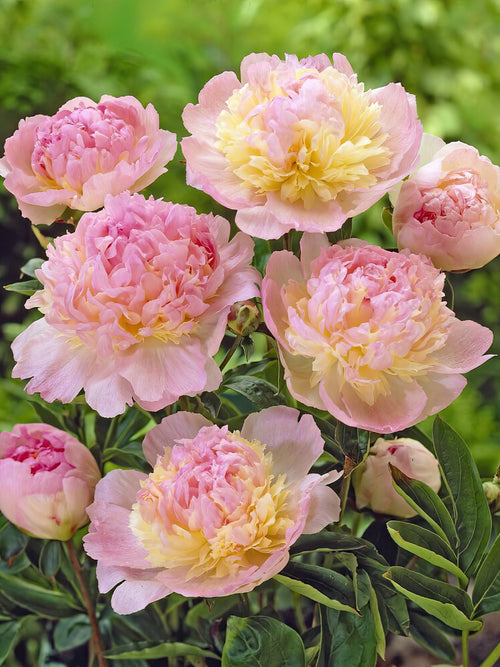 Buy bare roots - Peony Raspberry Sundae