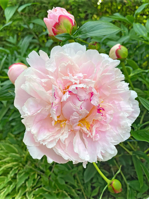 Peony Bare Roots - Peony Raspberry Sundae