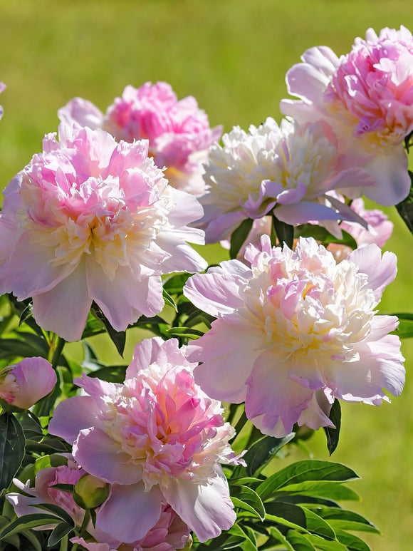 Peony Raspberry Sundae - Europe Shipping