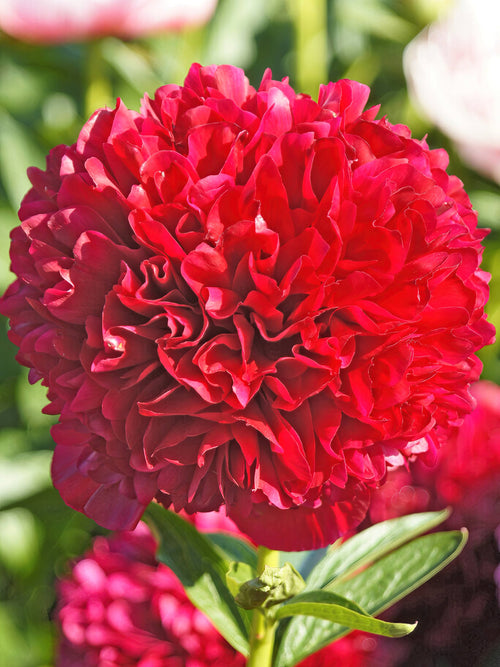Buy peony bare roots - Peony Red Grace