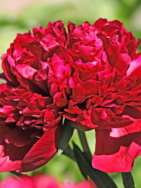 Peony Red Grace - Shipping to Europe 