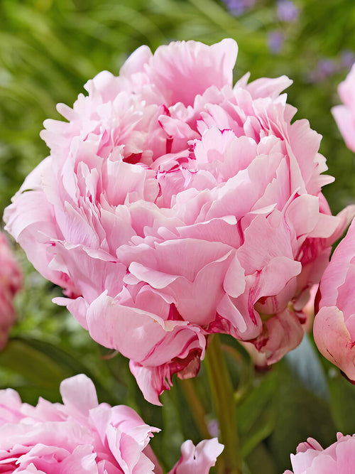 Buy Peony Sarah Bernhardt Bare Roots