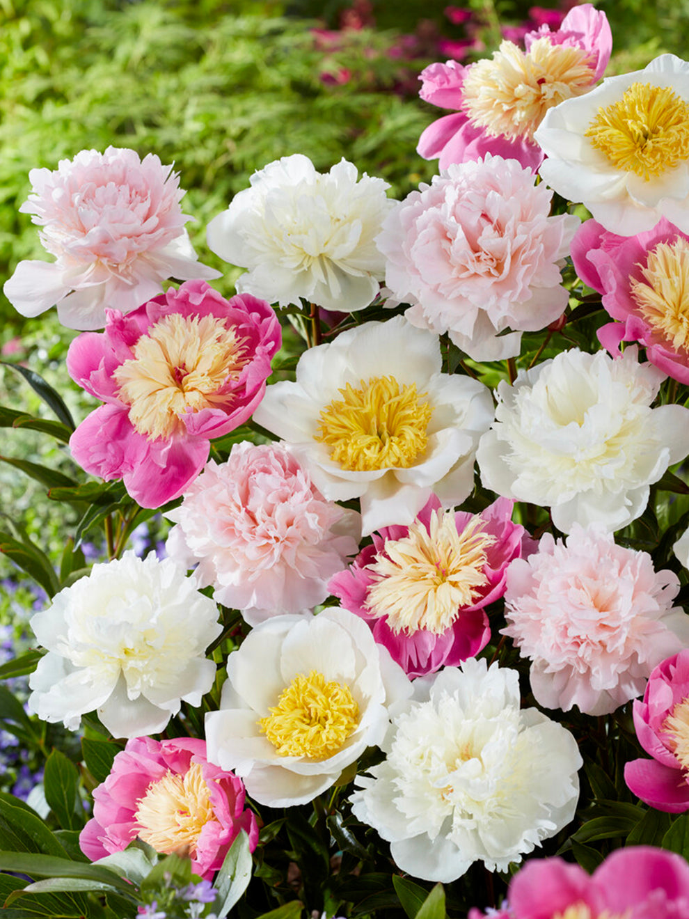 Peony Sweet Caroline Collection | Bare Root Peonies | DutchGrown™