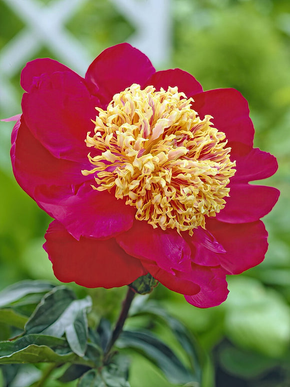 Buy large bare root peonies - Peony Sword Dance