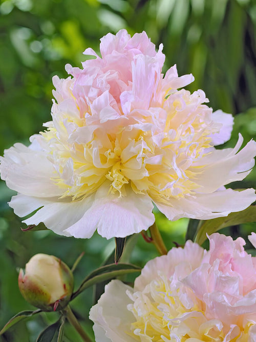 Buy peony bare roots - Peony Top Brass