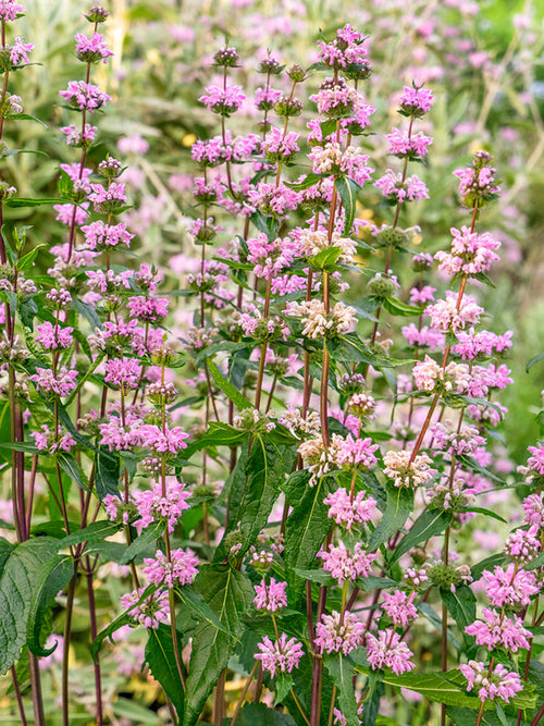 Phlomis tuberosa Bronze Flamingo UK Bare root plants