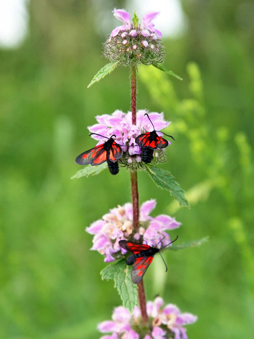 Phlomis Flamingo bronze - buy bare roots online