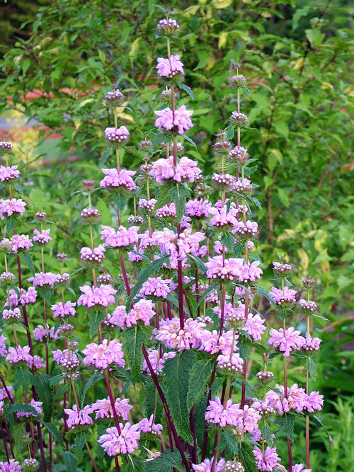 Phlomis tuberosa Bronze Flamingo