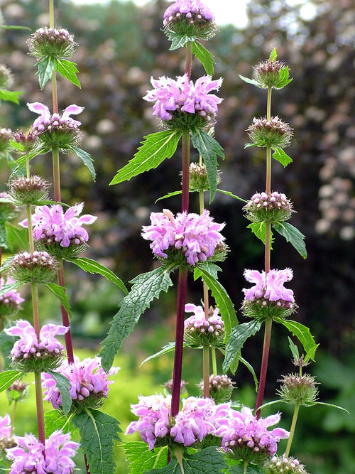 Phlomis tuberosa Bronze Flamingo bare roots