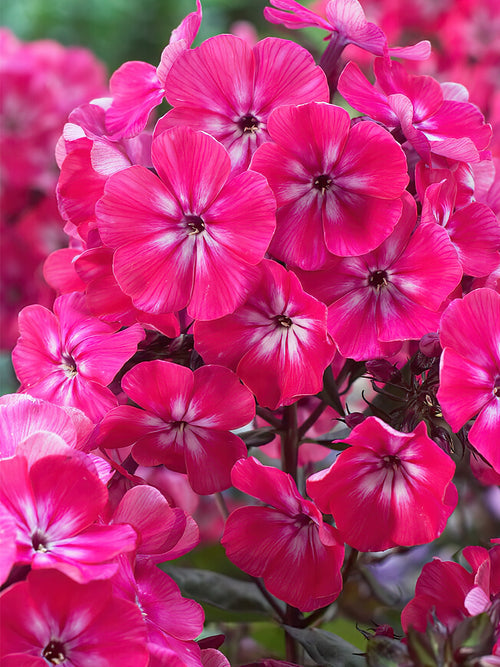 Phlox Alexandra bare roots for EU shipping from Holland