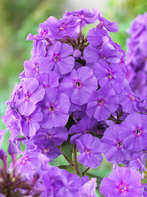 Phlox Amethyst