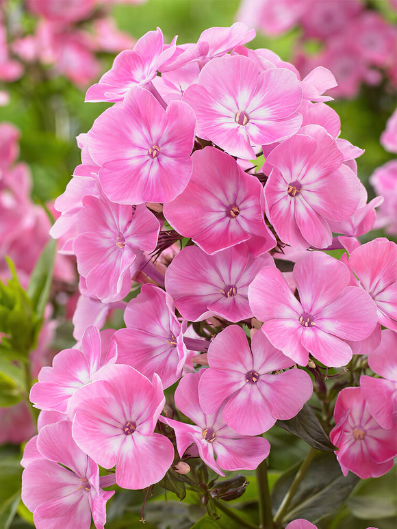 Phlox Anastasia Bare roots for EU shipping in the spring