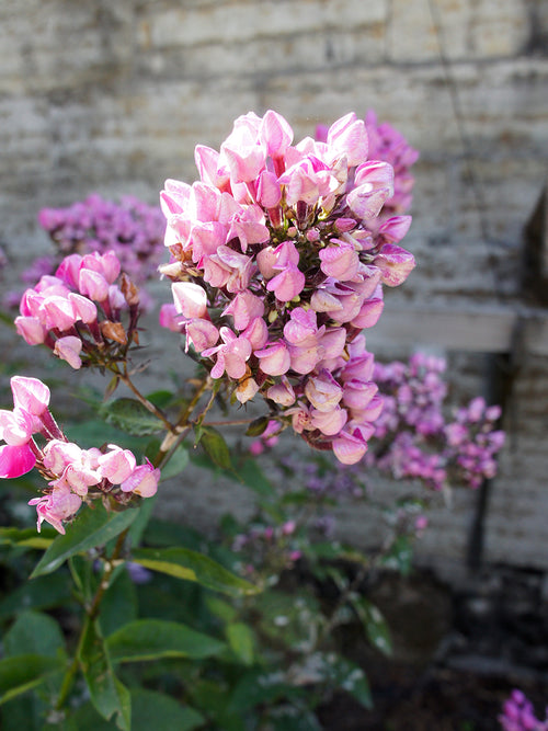 Buy Phlox Butonik Bare Roots