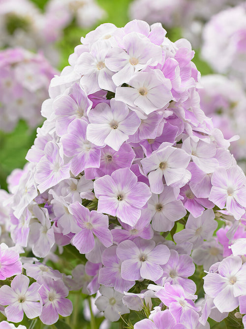 Phlox Cool Water spring planted bare roots 