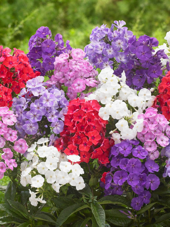 Colourful Phlox Mix from DutchGrown