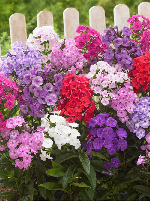 Colourful Phlox Mix from DutchGrown for EU shipping in the spring 